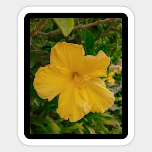 Yellow Flower Sticker